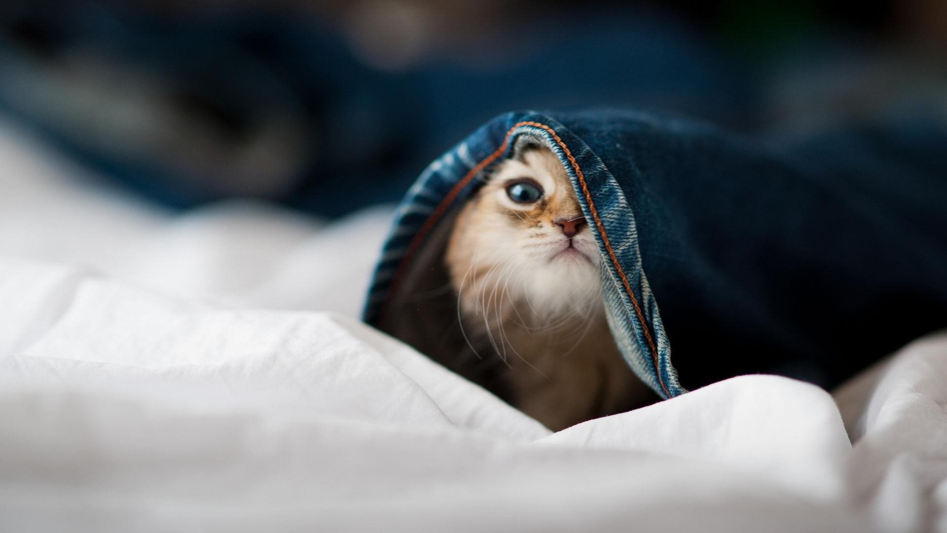 塞内加尔男篮在非洲锦标赛中持续奋战,追逐冠军目标,塞内加尔在非洲算什么水平