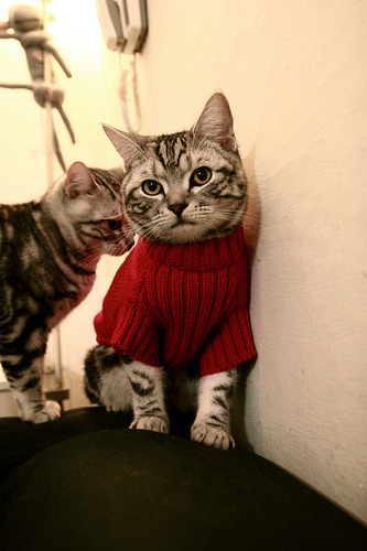 墨西哥男泳选手技术稳健,表现持续提升,来自墨西哥的游泳馆