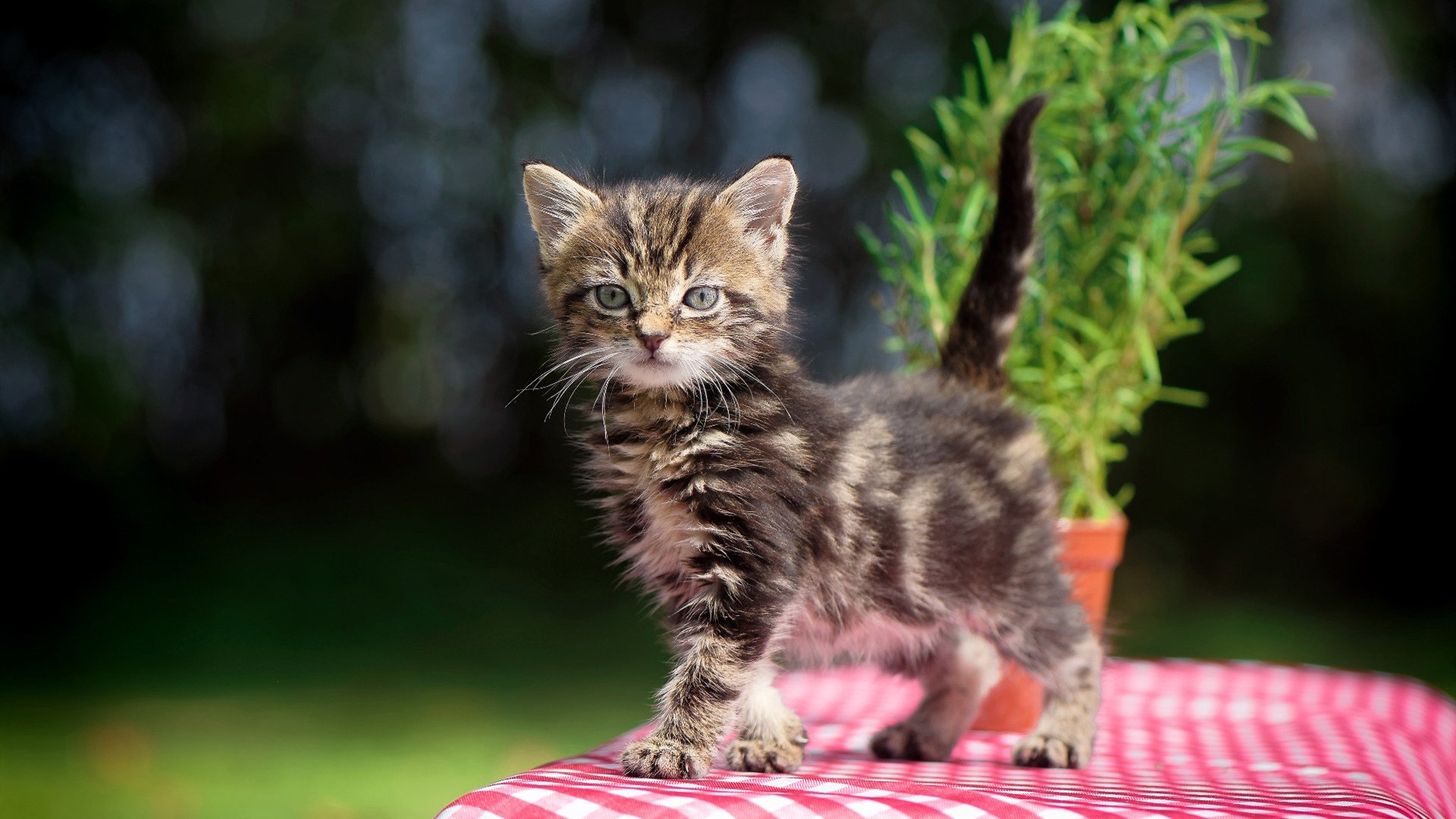 乐鱼体育地址-德甲攻防转换：节奏快、策略多，精彩连连，德甲规则