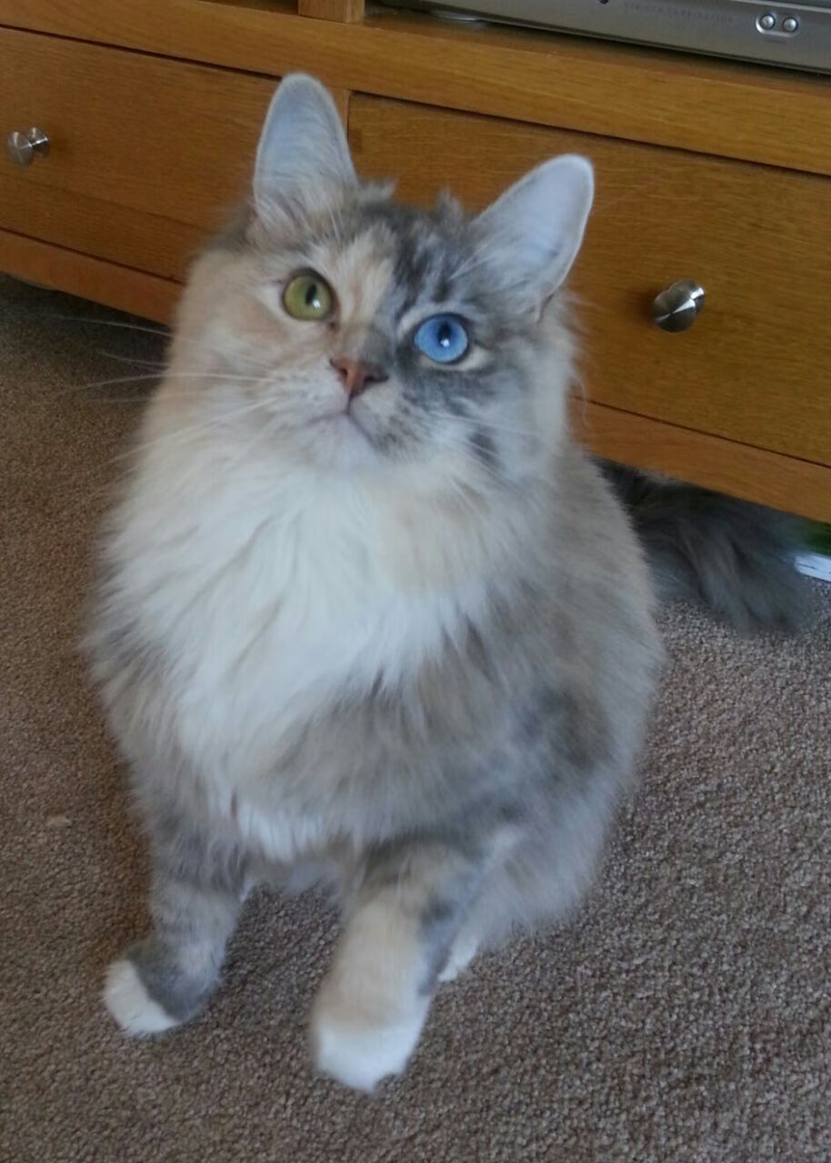 新闻中心通报运动员海外治疗及恢复计划,国外运动员退役后的待遇